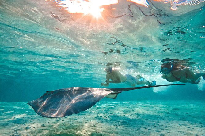 Lagoon and Wildlife Discovery on a Private Boat in Moorea - The Marine Protected Zone: Where Wildlife Odds Get Better