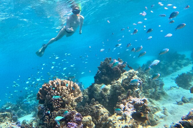 Lagoon and Wildlife Discovery on a Private Boat in Moorea - The GoPro Photo Service: Worth More Than You Think