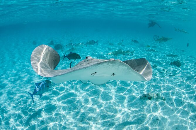 Lagoon Exploration and Snorkeling in Moorea - Key highlights you will feel fast