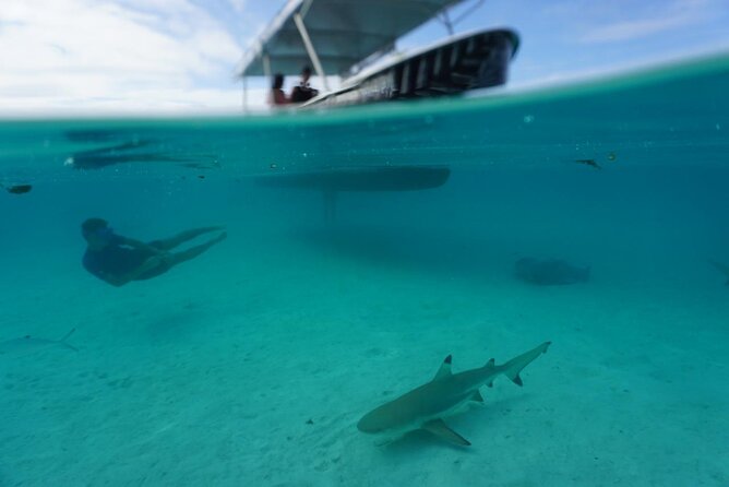 Lagoon Exploration and Snorkeling in Moorea - Moorea Lagoon Wildlife Sanctuary: What You Really See