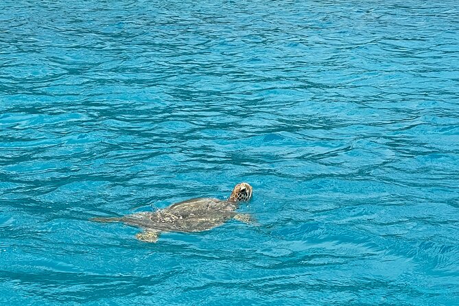 Lagoon Exploration and Snorkeling in Moorea - Coral garden and tiki statues: why the in-water stops feel more than scenic