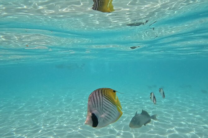 Lagoon Exploration and Snorkeling in Moorea - Dolphins near the reef edge and the final calm lagoon break