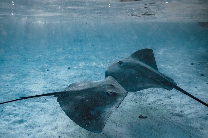 Lagoon Tour - Discover the magnificent lagoon of Moorea - Back Inside the Lagoon: Sea Turtles and Shallow Ray and Shark Spots
