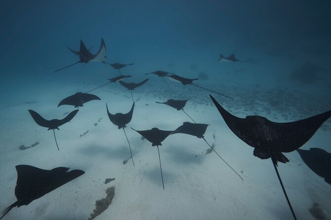 Lagoon Tour - Discover the magnificent lagoon of Moorea - Drinks and Motu Lunch: The Food Part Is Actually Part of the Experience