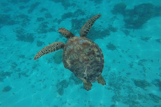 Lagoon Tour in Moorea in Small Group with Lunch - Price and value: is $218.64 worth it?