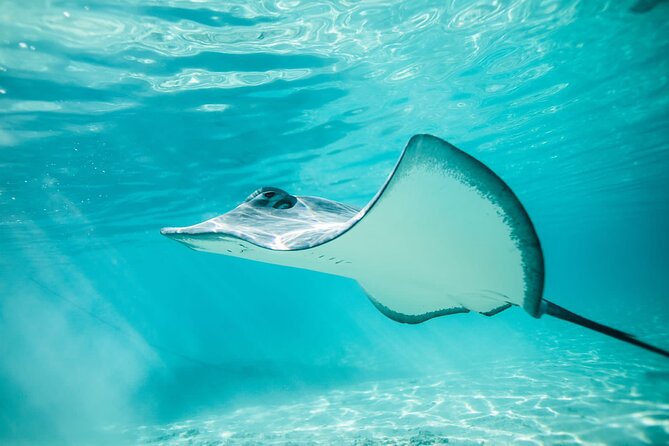Lagoon Tour in Moorea in Small Group with Lunch - Morning at 8:00 am from Coco Beach, what the timing means