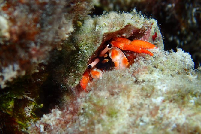 Luxury Full Day Snorkeling - What kind of guide and crew support you can expect
