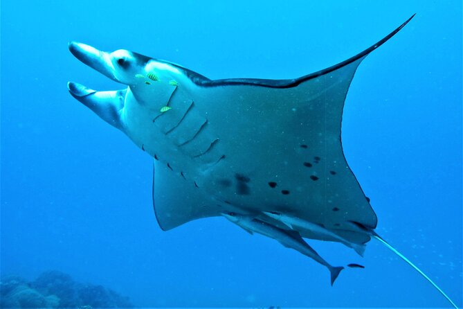 Luxury Private full day tour & Motu lunch in Bora-Bora - Practical tips so your lagoon day goes smoothly