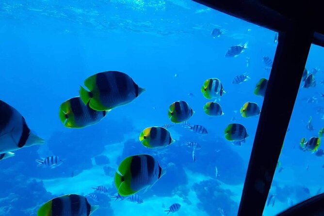 Magical Boat Tour with Underwater Cabin in Bora Bora! - Price and value: what $210.10 buys you in Bora Bora