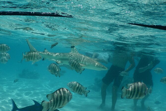 Medium Magical Combo in Moorea of 2 hours of Jetski and 3h30 of Quad - Jet ski from Opunohu Bay, with ray and blacktip shark water time