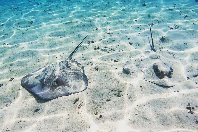 Mo'orea Half Day Private Tour with Snorkeling and Cruising the Lagoon - A private 4-hour Moorea lagoon tour, built for hands-on wildlife time