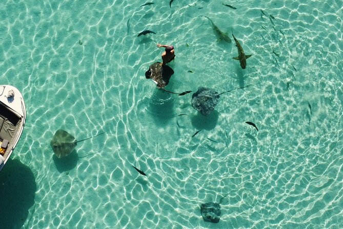 Mo'orea Half Day Private Tour with Snorkeling and Cruising the Lagoon - Stop 2: Snorkeling with hundreds of fish and sting rays