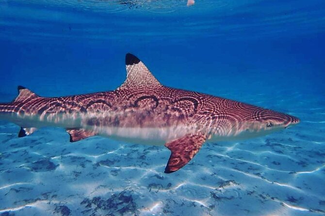 Mo'orea Half Day Private Tour with Snorkeling and Cruising the Lagoon - Stop 3: Sharks and rays, including black tip reef sharks