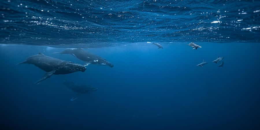 Moorea 4H Shared Boat Tour Whale Swimming and Snorkeling - Key highlights you will actually care about