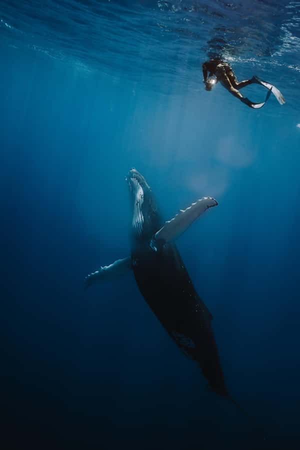 Moorea 4H Shared Boat Tour Whale Swimming and Snorkeling - Humpback whale swimming: rules, timing, and what to bring