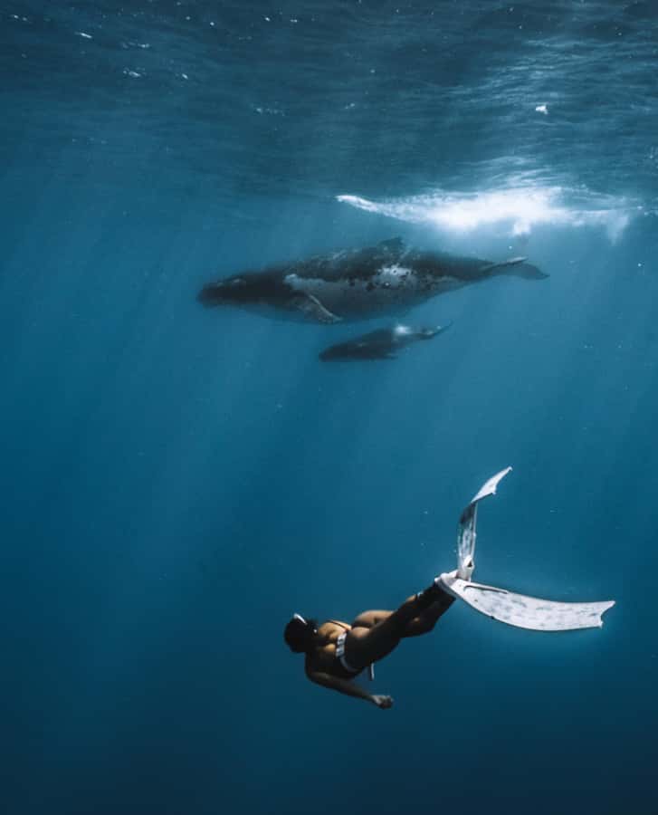 Moorea 4H Shared Boat Tour Whale Swimming and Snorkeling - Dolphins, rays, and a backup plan when whales are elusive
