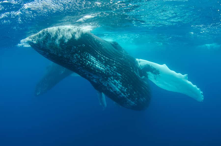 Moorea 4H Shared Boat Tour Whale Swimming and Snorkeling - What’s included on board, and what you should bring yourself