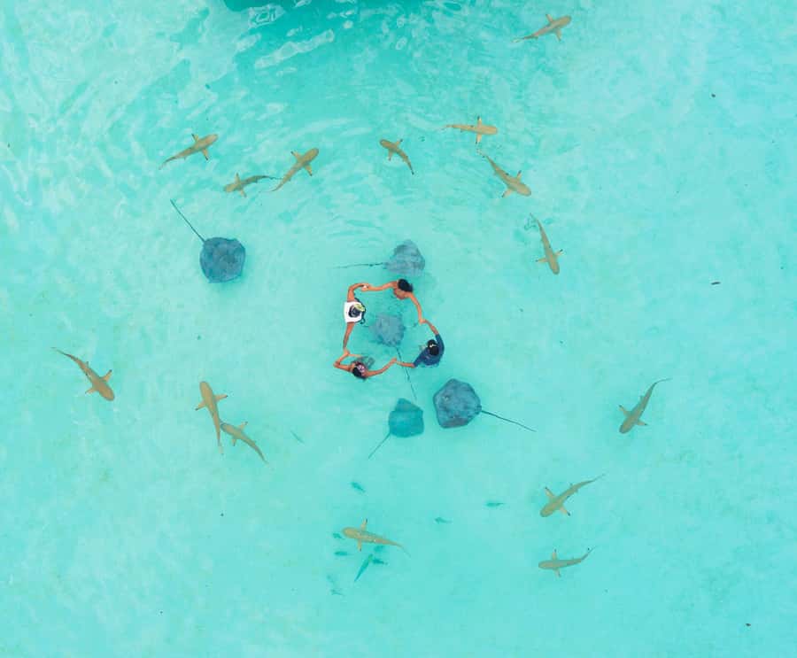 Moorea 4H Shared Boat Tour Whale Swimming and Snorkeling - Price reality check: is $259 good value for this Moorea mix?