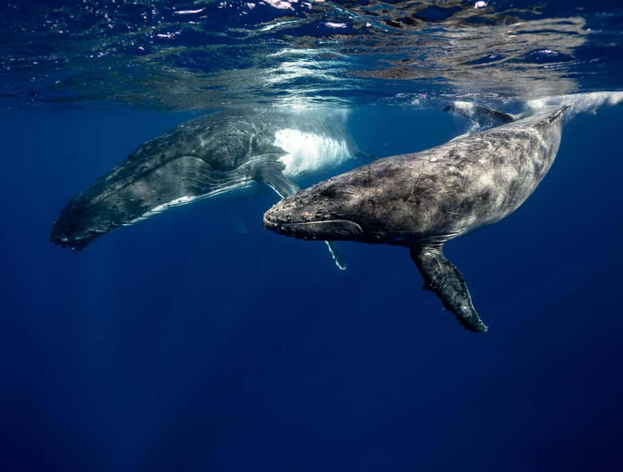 Moorea 4H Shared Boat Tour Whale Swimming and Snorkeling - Who this tour fits best, and who should skip it