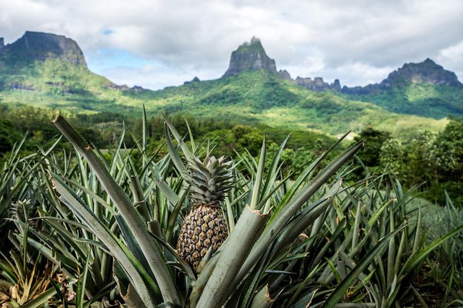 Moorea 4WD Tour Inc. Belvedere, Pineapple Farm, Magic Mountain... - Comfort on a 4WD truck: fun, scenic, and sometimes warm