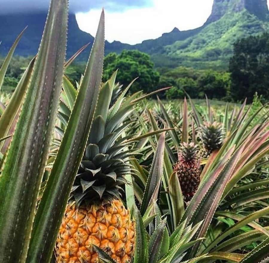 Moorea Cruise Ships 4x4, Belvedere Magic mount PRIVATE Tours - Opunohu Bay: the first taste of Moorea’s big views