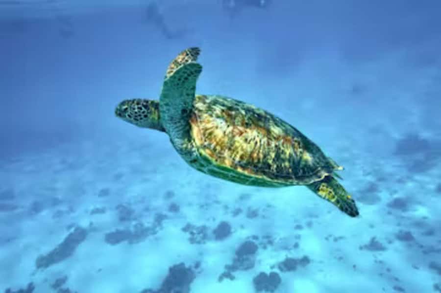 Moorea: Glass Bottom Boat Adventure with Lagoon Wonders - Turtle Sanctuary Morning, Ohure Pio and a Calm Pace