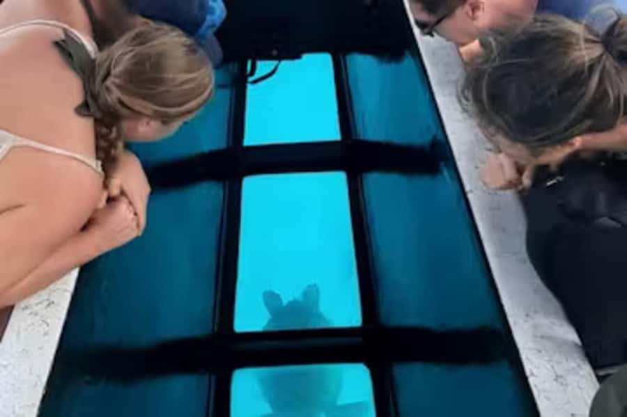 Moorea: Glass Bottom Boat Adventure with Lagoon Wonders - Sand Bar Swim for Grey Rays and Black Tip Reef Sharks