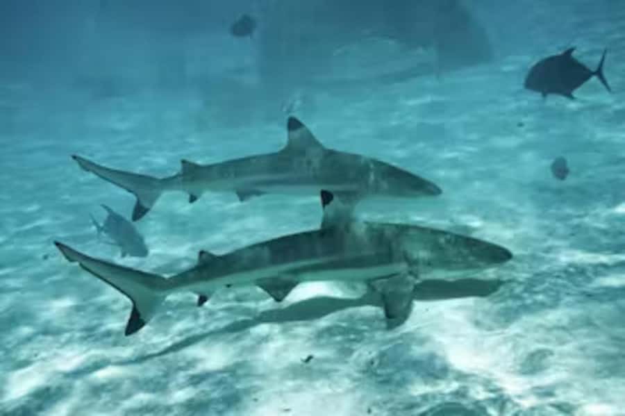Moorea: Glass Bottom Boat Adventure with Lagoon Wonders - Price, Value, and What You Are Really Paying For