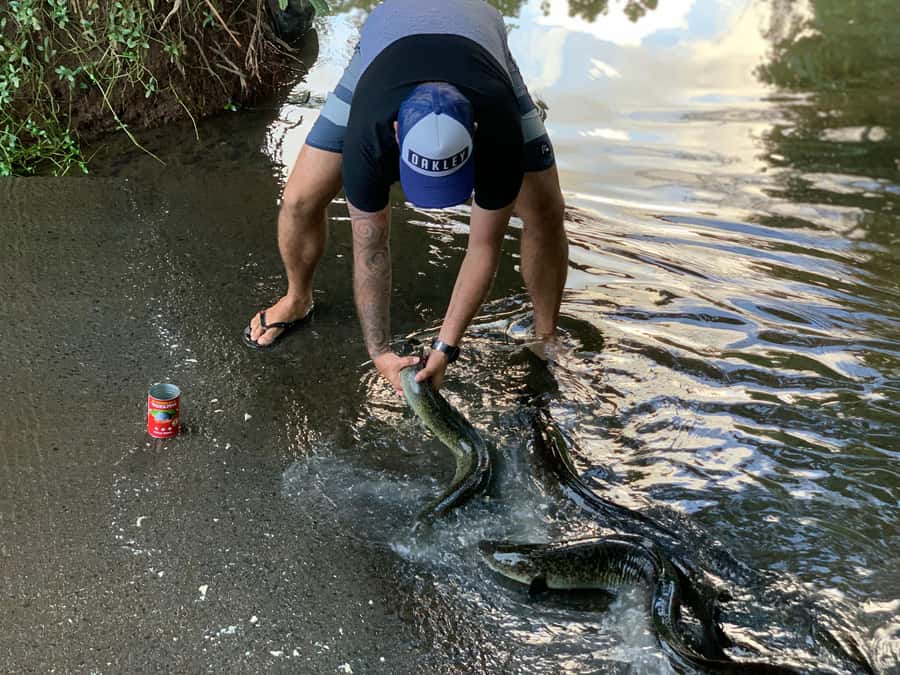 Moorea: Half-Day Open-Air 4WD Safari with Hotel Transfers - Price and Value: What $70 Really Buys