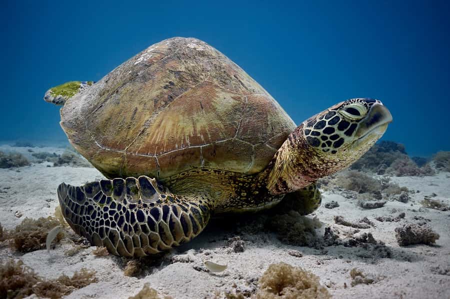 Moorea: Hauru Lagoon 3-hour Guided Kayak Tour with Snack - Kayaking Above Hauru Lagoon Wildlife, Not Just On Top of Water