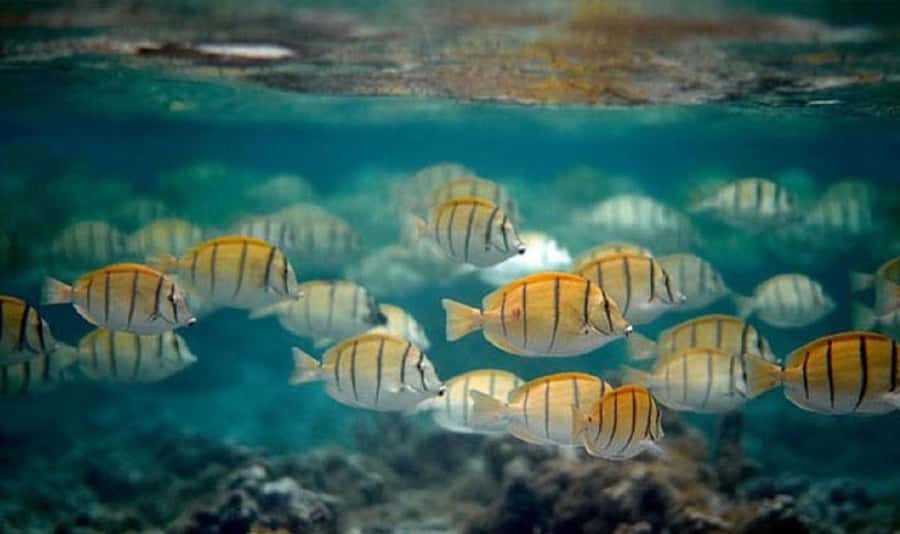Moorea: Hauru Lagoon 3-hour Guided Kayak Tour with Snack - Should You Book This Kayak and Snorkel Tour on Moorea?