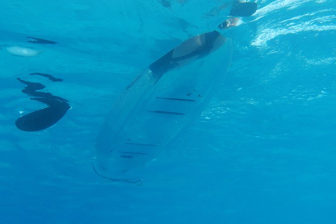 Moorea Lagoon Tour by Transparent Kayak - Transparent Kayaks Over Moorea Lagoon’s Coral Reefs