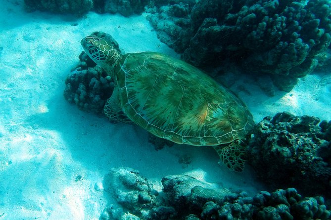 Moorea Lagoon Tour by Transparent Kayak - Stop 1, Lagoon Explorer: How the Trip Starts
