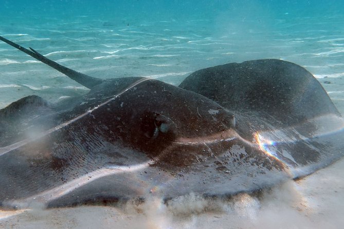 Moorea Lagoon Tour by Transparent Kayak - Time on the Water: Paddling Reality, Wind, and Visibility