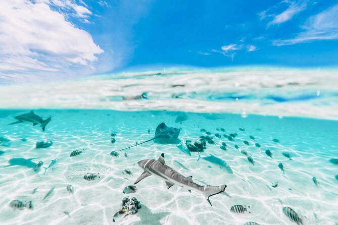 Moorea: Private 4-Hour High-End Boat Excursion - Motu Fareone to Motu Tiahura coral garden, plus a sandbank snack break