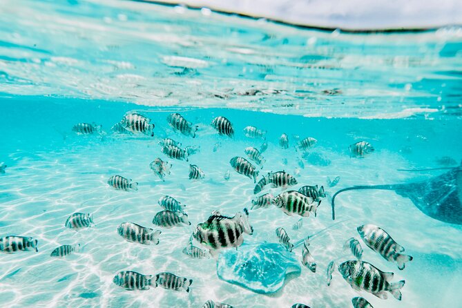 Moorea: Private 4-Hour High-End Boat Excursion - Reef walk and Haapiti passes, surf spots and a possible dolphin sighting
