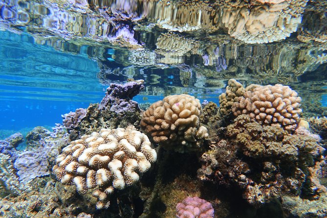 Moorea Private Boat Tour / Sea Scooter Snorkeling Tour - Who This Tour Fits Best (and Who Might Want a Different Style)