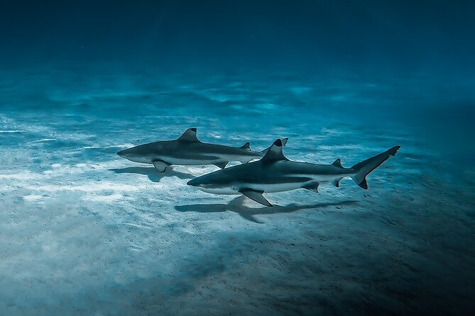 Moorea: Private Snorkeling Tour with Certify Guide - Who this tour fits best