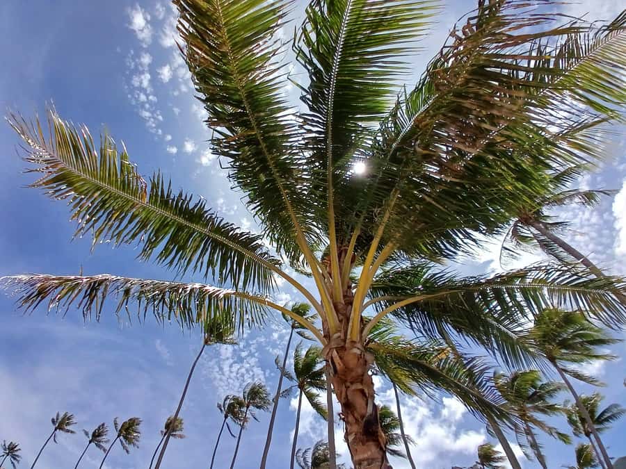 Moorea : Safari Nature and Culture Tour with local guide - Rotui Juice Factory and distillery tasting stop