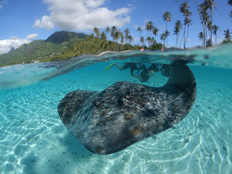 Moorea: Sea Scooter Snorkeling Tour - Meeting at Sofitel Kia Ora Moorea, and pickup that actually makes sense