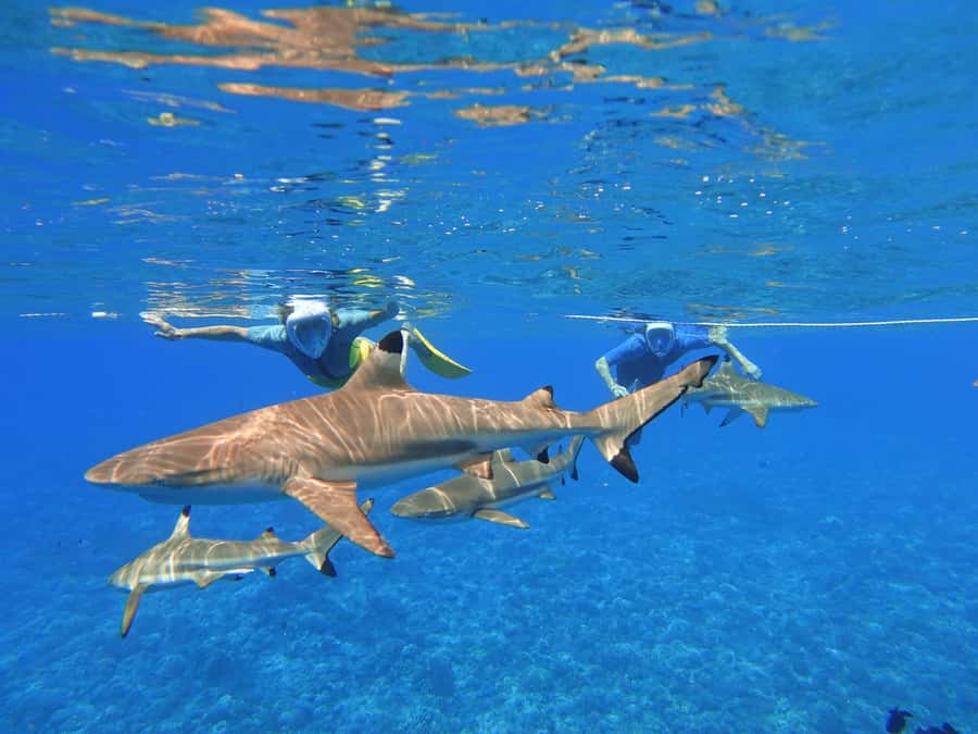 Moorea: Sea Scooter Snorkeling Tour - How the scooter helps you enjoy stronger conditions
