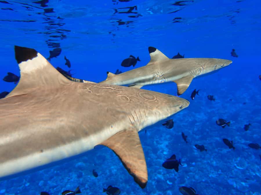 Moorea: Sea Scooter Snorkeling Tour - Equipment quality, optional photos, and how to get the shots you want