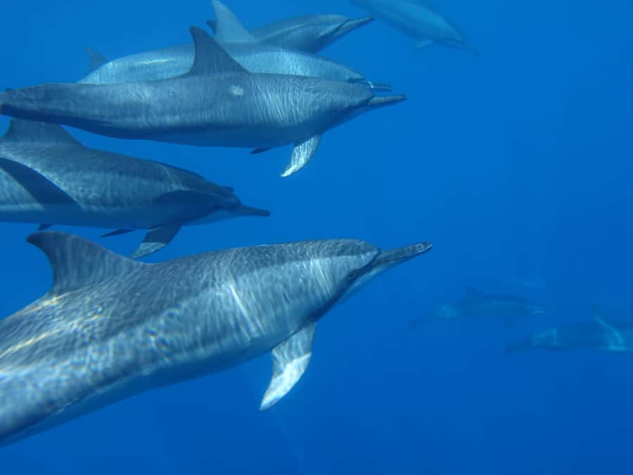 Moorea: Sea Scooter Snorkeling Tour - Price and value: why $167 can still feel worth it