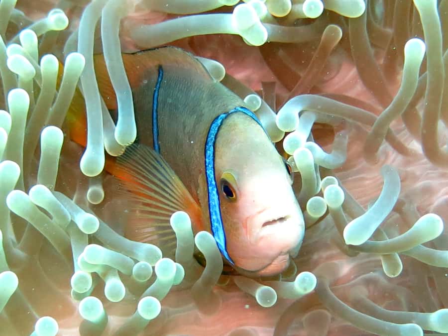 Moorea: Sea Scooter Snorkeling Tour - Who should book, and who should skip it
