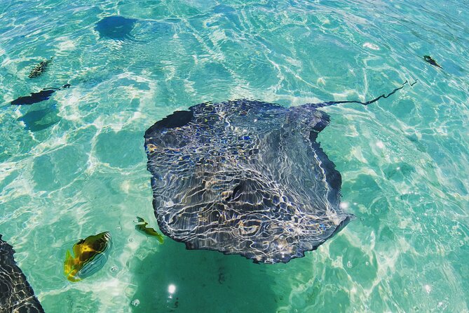 Moorea Solo or Twin 2 hours Jet Ski Tour - Wildlife Moments Beyond the Snorkel