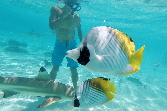 Moorea Solo or Twin 3 hours Jet Ski Tour - Solo Versus Twin: Which One Makes Sense for Your Style