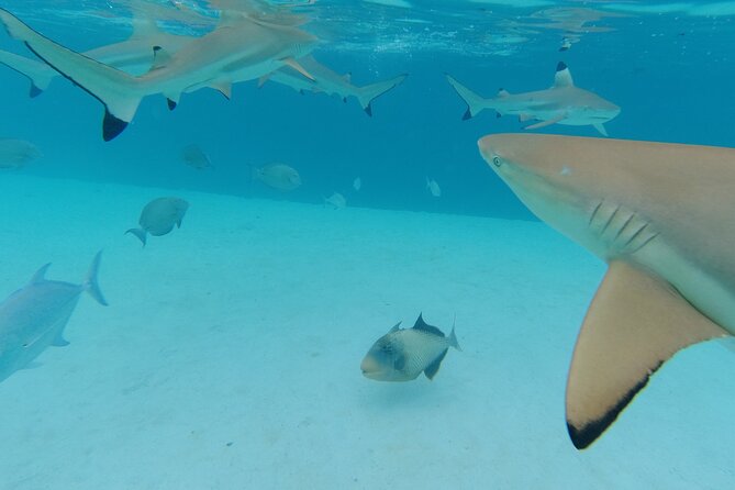 Moorea Solo or Twin Island Tour Jet Ski 4 hours - The Moorea route: Cook’s Bay and Opunohu Bay stops