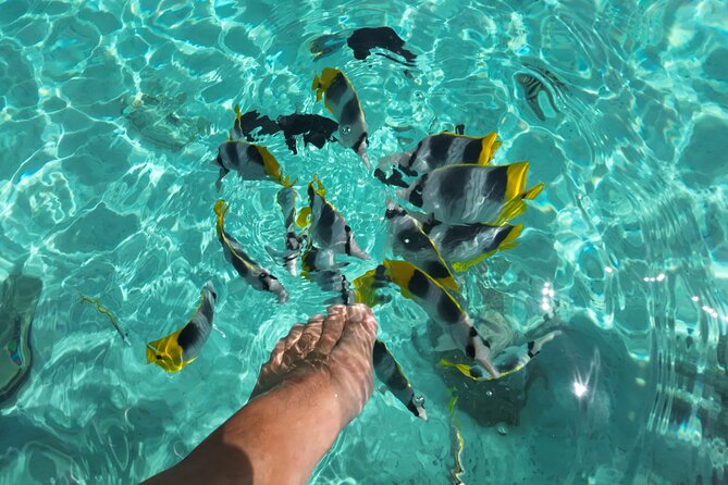 Moorea Solo or Twin Island Tour Jet Ski 4 hours - Snorkeling: what’s provided and what to expect in the water