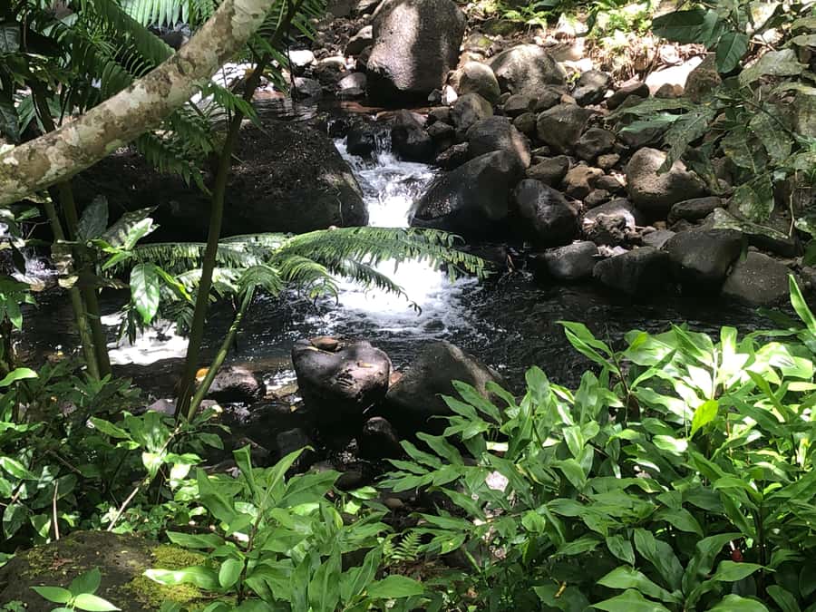 Must-Do : Nature, Culture & Moments Uniques – MirimirI Tours - A Sacred Island Half-Day With a Real Local Guide