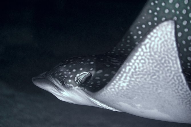 Night Snorkeling - Key things you will notice (before you go)